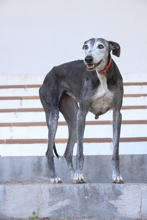 Photography, close-up of a dogの写真素材