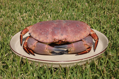 Crab cooked on a plate and on grass with natural lightの写真素材