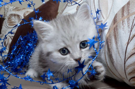 Cute kittenの写真素材