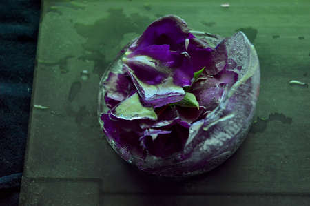 Roses frozen in ice on black background and field of blue green lightの写真素材
