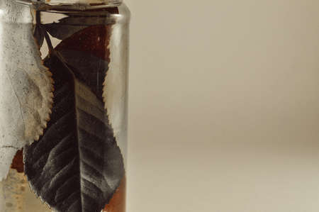 Leafs in jar full of water and added some inkの写真素材
