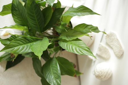 knitting processの写真素材