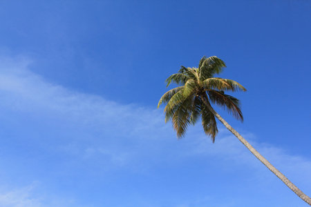Palm tree on blue sky background