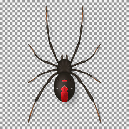 Top view on realistic insect with red points. Vector illustration.のイラスト素材