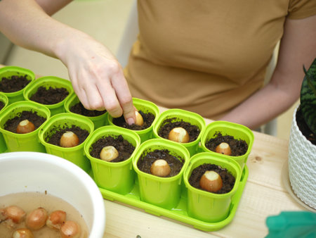 Close up view of planting of onion in peat pots in black plastic box on wooden table indoor. Female gardener working in home. Concept of growing greenery at home.の写真素材