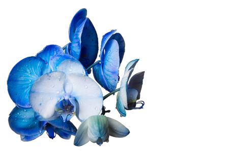 Beautiful flower isolatedの写真素材