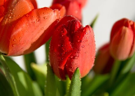 fresh spring flowerの写真素材