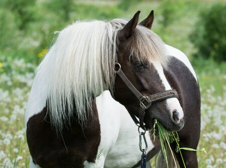 beautiful horse grazing in the meadowの写真素材