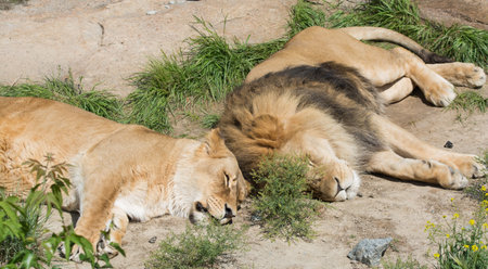 couple of lions sleeping together on the sandの写真素材