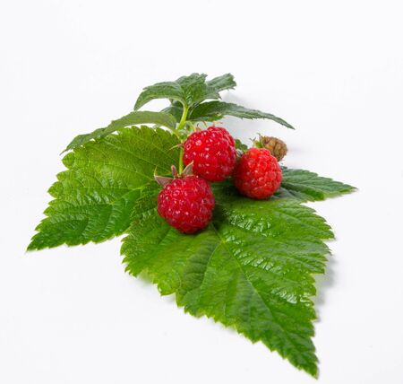 juicy raspberries on the leavesの写真素材