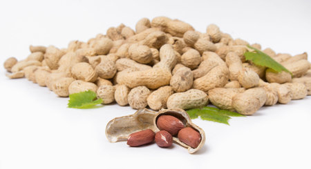 two fresh peanuts