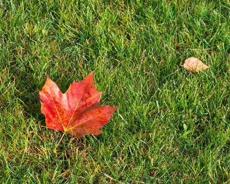 maple leaf on a green meadowの写真素材