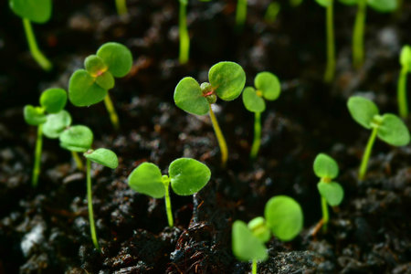 young seedling in a pot