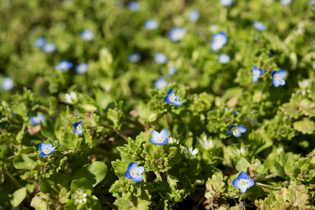 green flowering meadowの写真素材