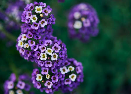 Beautiful little blue flowersの写真素材
