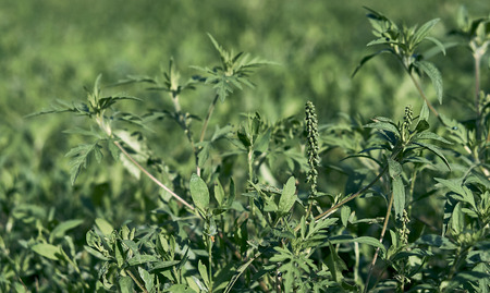 green juicy grassの写真素材