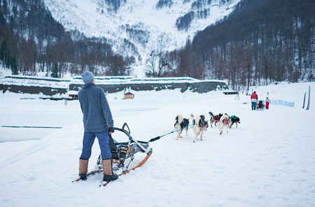 husky winter in the mountainsの写真素材