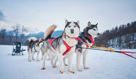 husky winter in the mountainsの写真素材