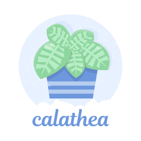Calathea in a blue flower pot. Exotics. Botanical illustration.のイラスト素材