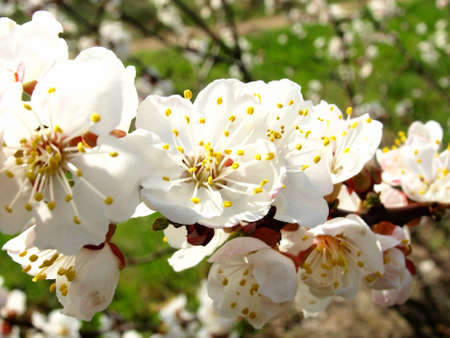 Flowering a spring apricot treeの写真素材