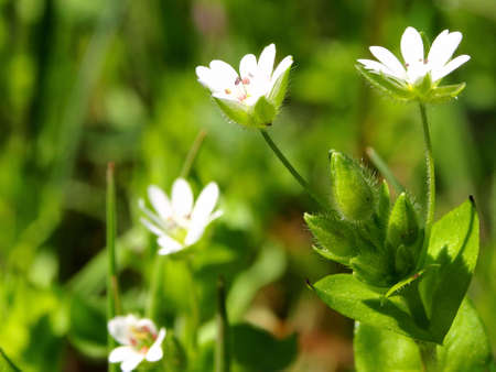 White flowerの写真素材