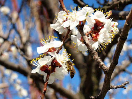 Bee which collects honeyの写真素材