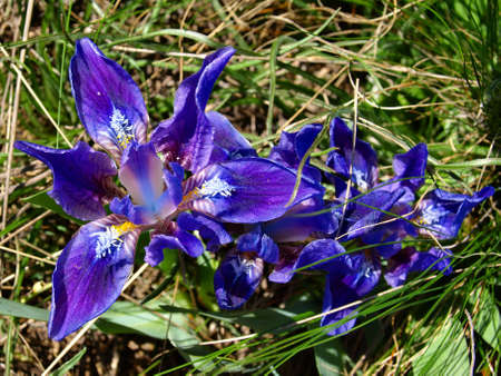 Flowersの写真素材