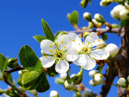 white flowerの写真素材