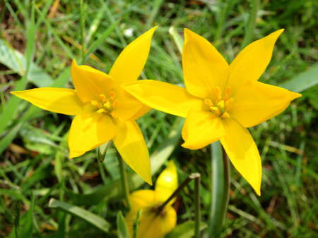 yellow flowerの写真素材