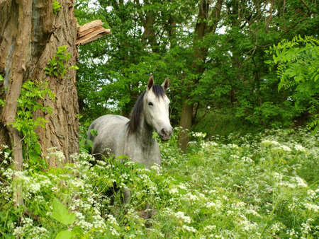 Horseの写真素材