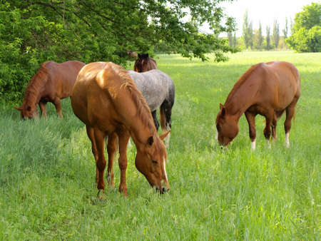 horse grazeの写真素材
