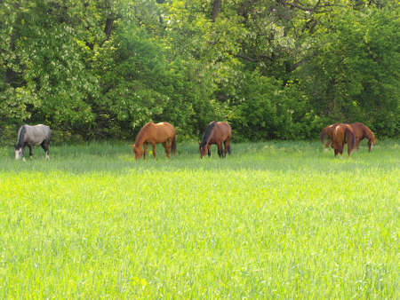 horse grazeの写真素材