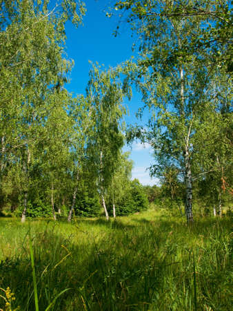 Birchの写真素材