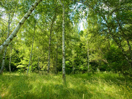 Birchの写真素材