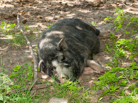 Wild boarの写真素材