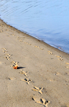 Footprints in the Sand           の写真素材