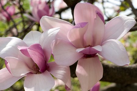 Two magnolias close-upの写真素材