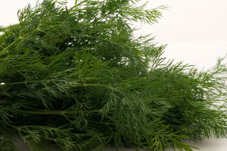 Dill on white background close-up