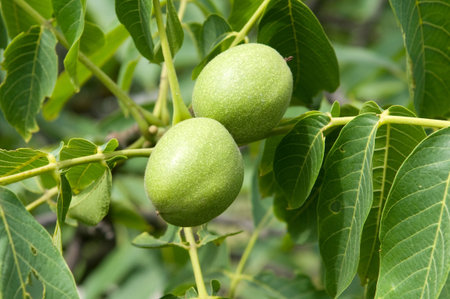 Walnuts on a branch with green leaves