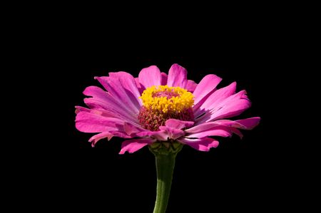 Zinnia の写真素材