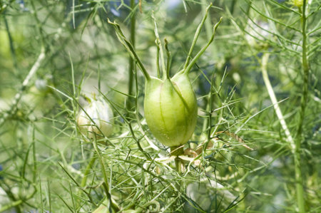 Nigella closeup amids green leaves sunlightの写真素材