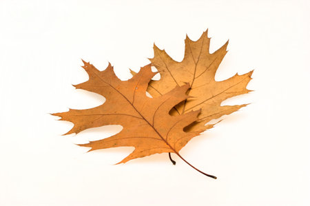 Autumn composition with yellow leaves on a white background in isolationの写真素材