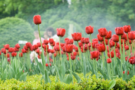The bright red tulips spring sunny dayの写真素材