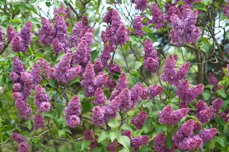 Lilac blossoms closeup spring sunny day