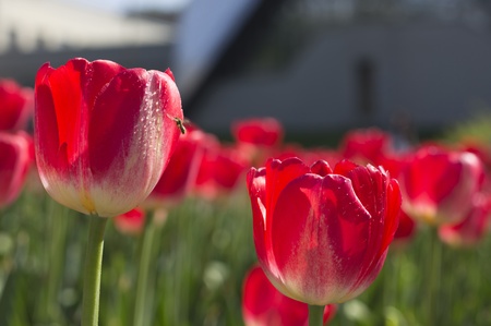 Separate large flowers Tulips in Spring Garden closeupの写真素材