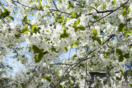 Flowering cherry branches against a backdrop of blue spring sky