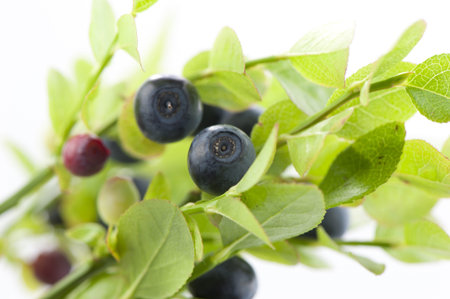 Blueberries on a branch with leaves closeupの写真素材