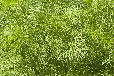 Background from green leaf plants close-upの写真素材