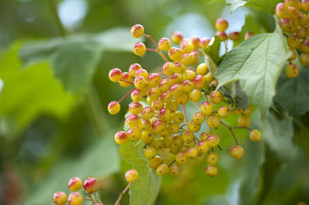 Viburnum berries a close-up on a tree branchの写真素材