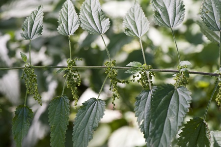 Nettle blossoms, a medicinal plantの写真素材